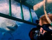 مواجهة مثيرة بين سمكة قرش أبيض ومصور بريطانى بالقرب من المكسيك.. فيديو وصور