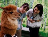 حديقة حيوانات الألباكا في طوكيو تساعد على الدعم النفسي