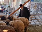 عادة كل سنة.. راعى كنيسة الأقباط يشترى خروف العيد لتوزيعه بالغردقة.. صور