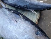 سمك التونة فاكهة موائد الدمايطة.. اعرف أنواعه وأسعارها فى الأسواق.. صور