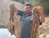 رئيس مياه القناة: استخراج جذور الأشجار من شبكات منطقة المنشار ثان أيام العيد