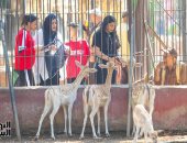 حديقة الحيوان تواصل استقبال الزائرين فى إجازة عيد الأضحى