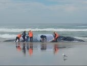 المد لم ينقذه.. نفوق حوت أحدب على أحد شواطئ شمال أستراليا "صور"