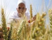 8 إجراءات هامة عند زراعة القمح المتأخر.. تعرف عليها
