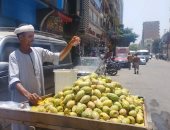 فاكهة الصيف.. أشهر مراكز زراعة التين الشوكى فى المنيا وسمالوط.. فيديو