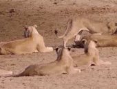 القناة الوثائقية تعرض فيلما بعنوان "حكايات من زامبيا"