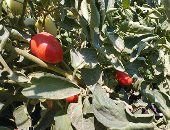 محصول الطماطم يزين مزارع المنيا قبل موسم الحصاد.. صور