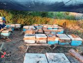 دمياط تستعد لفرز إنتاج العسل.. وأصحاب المناحل: تأثرنا بالتغيرات المناخية.. فيديو