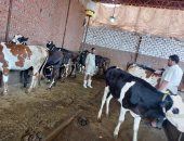 تحصين 35 ألف رأس ماشية ضد مرض طاعون المجترات بمحافظة الغربية