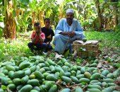 موسم المانجو.. السكرى والزبدية والعويس من الإسماعيلية والهندى والتيمورى من مزارع الصعيد