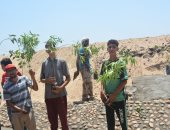 القليوبية تطلق مبادرة "قريتى جميلة ونظيفة" وتستهدف زراعة 3000 شجرة.. صور