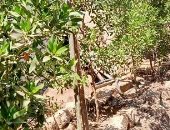 ديرمواس تتجمل بالمشاركة فى مبادرة زراعة 100 مليون شجرة بتزيين محيط مجمعات الخدمات