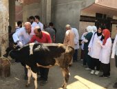 تحصين 59 ألف رأس ماشية ضد الحمى القلاعية والوادى المتصدع بكفر الشيخ
