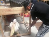 "البيئة" تنجح فى إنقاذ طائر البجعة البيضاء الكبيرة قبل بيعها فى بورفؤاد.. صور
