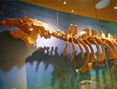 متحف وادى الحيتان يضم 195 قطعة تحكي تطور الحياة البحرية