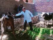 محافظ المنيا: استمرار فعاليات الحملة القومية للتحصين ضد الحمى القلاعية 