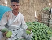  10 صور ترصد العمل فى مزارع الأقصر بموسم حصاد وفرز المانجو قبل طرحها لأسواق مصر
