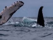 انتشار الحيتان الحدباء الأخطر فى العالم بمياه بيرو.. فيديو