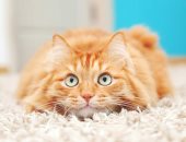 هل يمكن أن يصاب قطك بالاكتئاب؟.. 5 علامات تكشف لك ذلك