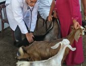 جامعة الزقازيق توجه قافلة بيطرية لقرية أبو رفاعى بالشرقية ضمن حياة كريمة