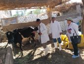 وزارة الزراعة: علاج 9600 رأس ماشية مجانا لـ3509 من صغار المربين بالبحيرة