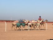 تواصل فعاليات سباقات الهجن فى العلمين لليوم الثانى على التوالى 
