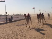 أقدم رياضة عربية تعود فى الساحل الشمالى بمضمار العلمين لسباقات الهجن
