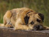 رحلة كلبة عابرة للحدود.. لاكى تقطع 163 كيلو بحثا عن أصحابها فى ألمانيا