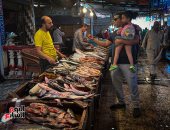 أسعار الأسماك فى الأسواق اليوم.. البلطى يسجل 75 جنيها للكيلو