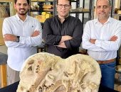 العالم يحتفى باكتشاف مصر لحفرية أصغر وأقدم حوت عمره 41 مليون سنة (فيديو)