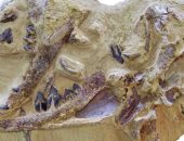 الدكتور هشام سلام يوضح تفاصيل اكتشاف حفرية حوت عمره 41 مليون سنة.. فيديو