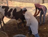تحصين 367 ألفا و727 رأس ماشية بالشرقية للوقاية من الأمراض الوبائية