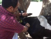 تحصين 75 ألف رأس ماشية ضد "الحمى القلاعية والوادى المتصدع" فى المنيا