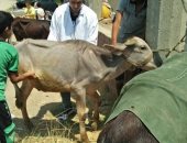 جامعة الزقازيق توجه قافلة بيطرية لقرية عزبة "البوز" مركز أبو حماد بالشرقية