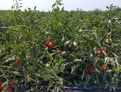 شاهد محصول الطماطم فى المنيا.. زيادة إنتاجية الفدان وجودة الزراعة أبرز المشاهد
