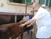 بيطرى الغربية: تحصين 188 ألف رأس ماشية ضد "الحمى القلاعية والوادى المتصدع"