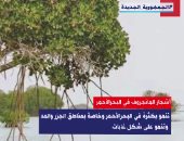 "إكسترا نيوز" تعرض تقريرا عن أشجار المانجروف: تمنع نحر شواطئ البحر الأحمر