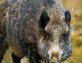 صحيفة إيطالية: الخنازير البرية تغزو شوارع كالابريا وسط مطالب بذبحها