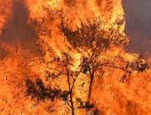 ارتفاع عدد قتلى حرائق الغابات فى هاواى إلى 114 شخصا