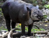 نيكاراجوا تفتتح أول حديقة لمشاهدة حيوان "التايبر" المهدد بالانقراض