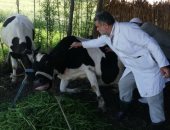 تحصين 419 ألف رأس ماشية ضد الأمراض الوبائية فى الشرقية