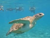 الأجمل فى التنوع البيولوجى.. خليج مرسى مبارك موطن السلاحف البحرية والدوجونج
