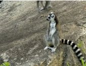 القناة الوثائقية تعرض "ممالك القردة" و"البقاء للأقوى"