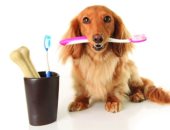 طرق سهلة للحفاظ على نظافة أسنان كلبك.. ضرورية لحمايته من الأمراض