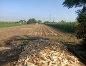 الخير فى بلدنا.. محصول الذرة الشامية فى المنوفية 