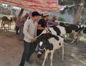 قافلة بيطرية مجانية بقرية أبو مندور بدسوق فى كفر الشيخ