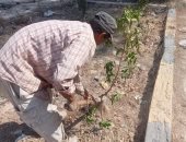 زراعة أشجار مثمرة فى العامرية بالإسكندرية ضمن مبادرة "100 مليون شجرة"