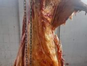 إعدام رأس ماشية تزن 400 كيلو مصابة بمرض الصفراء داخل مجزر فى ملوى بالمنيا