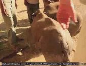 القناة الوثائقية تعرض أفلام "عالم وحيد القرن" و"البقاء للأقوى" و"حياة كريمة"