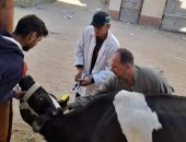 تحصين 453 ألفا و386 رأس ماشية بالشرقية ضد الأمراض الوبائية